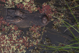 American Alligator