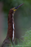 Rufescent Tiger Heron