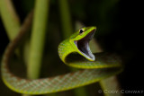 Short-nosed Vine Snake