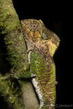 Casque-headed Lizard, Corytophanes cristatus