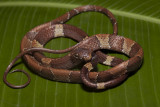 Snail Eating Snake (Adult)