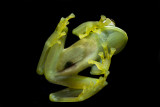 Emerald Glass Frog El Valle, Panama