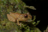 Pristimantis cruentus 