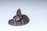 Western Cottonmouth hatchling