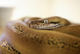 Goldenchild Reticulated Python