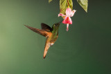 Chestnut-breasted Coronet