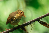 Ochre-breasted Antpitta 