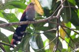 Squirrel Cuckoo