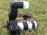 how not to photograph a rattler