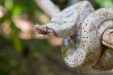 Hogg Island Boa