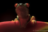 Red-eyed Tree Frog