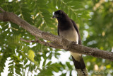 Brown Jay