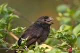 Groove-billed Ani