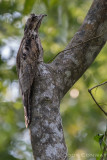 Northern Potoo