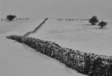 wall & sheep in snow.jpg