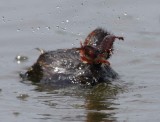 Little crebe (Tachybaptus ruficollis)