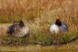 Common teal (Anas crecca)