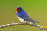 Barn Swallow (Hirundo rustica)