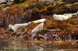 Harbour seal (Phoca vitulina)