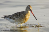 Bar-tailed Godwit (Limosa lapponica)