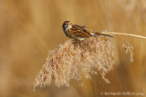 common reed bunting (Emberiza schoeniclus)