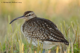 whimbrel (Numenius phaeopus)