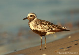 Grey plover (Pluvialis squatarola)