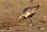 Grey plover (Pluvialis squatarola)