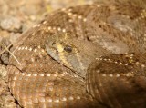 Diamondback