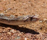 Gopher Snake