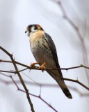 American Kestrel