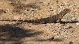 Sonoran Spiny-tailed Iguana