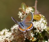 Acmon Blue