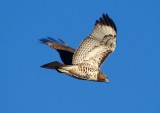 DSC05177c.jpg
