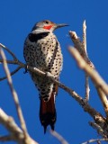 Northern Flicker