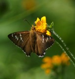 Dull Firetip