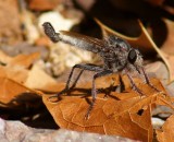 Robber Fly