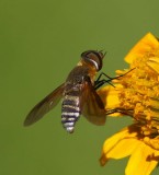 Bee Fly