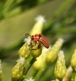 Flea Beetle