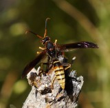 Polistes Comanchus Wasp