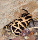 Tiger Moth Genus Apanteiis 1
