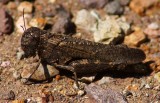Red-winged Grasshopper