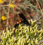 Flower Wasp (Campsomeris ephippium)