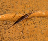Water Scorpion