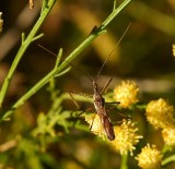 Assassin Bug