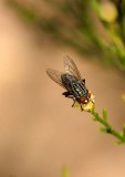 Flesh Fly
