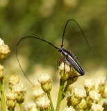 Longhorn Beetle