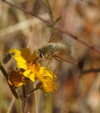 Bee Fly