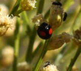 Twice-stabbed Lady Beetle