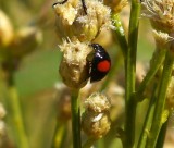 Twice-stabbed Lady Beetle
